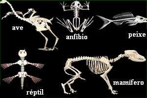 VERTEBRADOS Um dos componentes do esqueleto é a coluna vertebral. Por esse motivo é que animais que possuem essa estrutura, formada por ossos ou por cartilagem, são chamados de vertebrados.