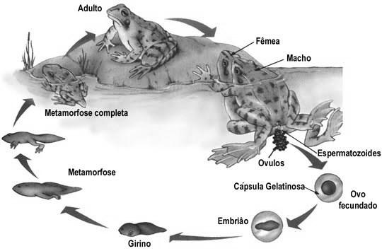 RÉPTEIS Os répteis (do latim reptare, 'rastejar') abrangem cerca de 7 mil espécies conhecidas. Eles surgiram há cerca de 300 milhões de anos, tendo provavelmente evoluído de certos anfíbios.