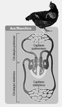 Reprodução O sistema reprodutor dos répteis foi um importante fator de adaptação desses animais ao ambiente terrestre.