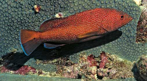 Ou o peixe-barbeiro, cujo espinho da cauda se parece com uma lanceta, e o peixecofre, encapsulado numa armadura óssea cheia de espinhos.