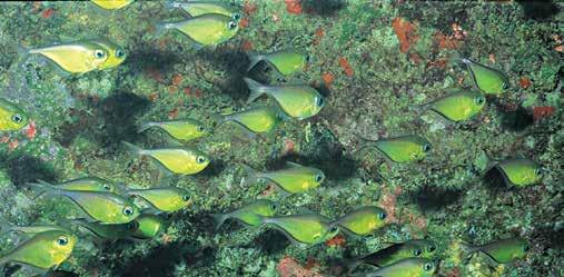 anchovas. Pesquisadores do Revizee lançaram um livro sobre os peixes encontrados durante o projeto nas regiões Sul e Sudeste do Brasil. O objetivo era mostrar a fauna que vive entre 100 e 1.