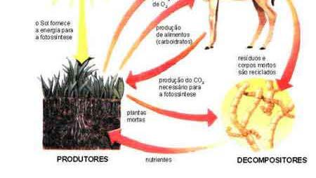 Nutrientes DECOMPOSITORES Níveis Tróficos Águia