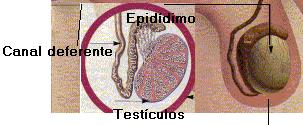 Canais com cerca de 40 cm de comprimento, continuando os epidídimos.