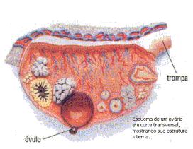Órgãos em forma de amêndoa, localizados na cavidade abdominal, onde são formados os gâmetas