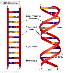 DNA Bases nitrogenadas