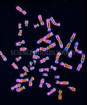 organiza o DNA