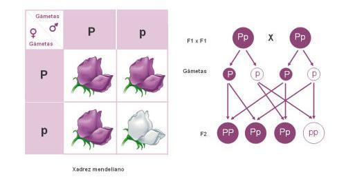 1ª lei de