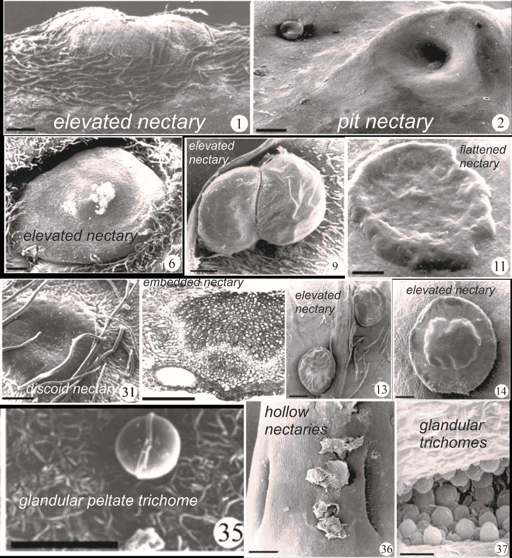 106 ANEXO Detalhes sobre a morfologia dos nectários extraflorais (NEFs) podem ser encontrados em: 1.