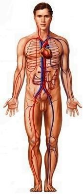 Ramos da Aorta Torácica?