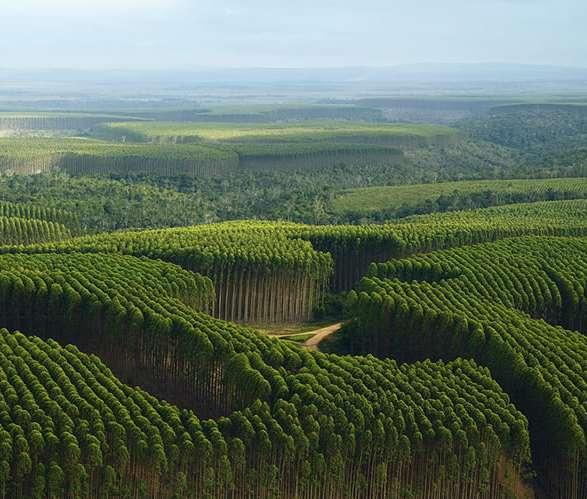Fórum Produção Sustentável de Madeira Perspectiva da Economia Verde para o Setor
