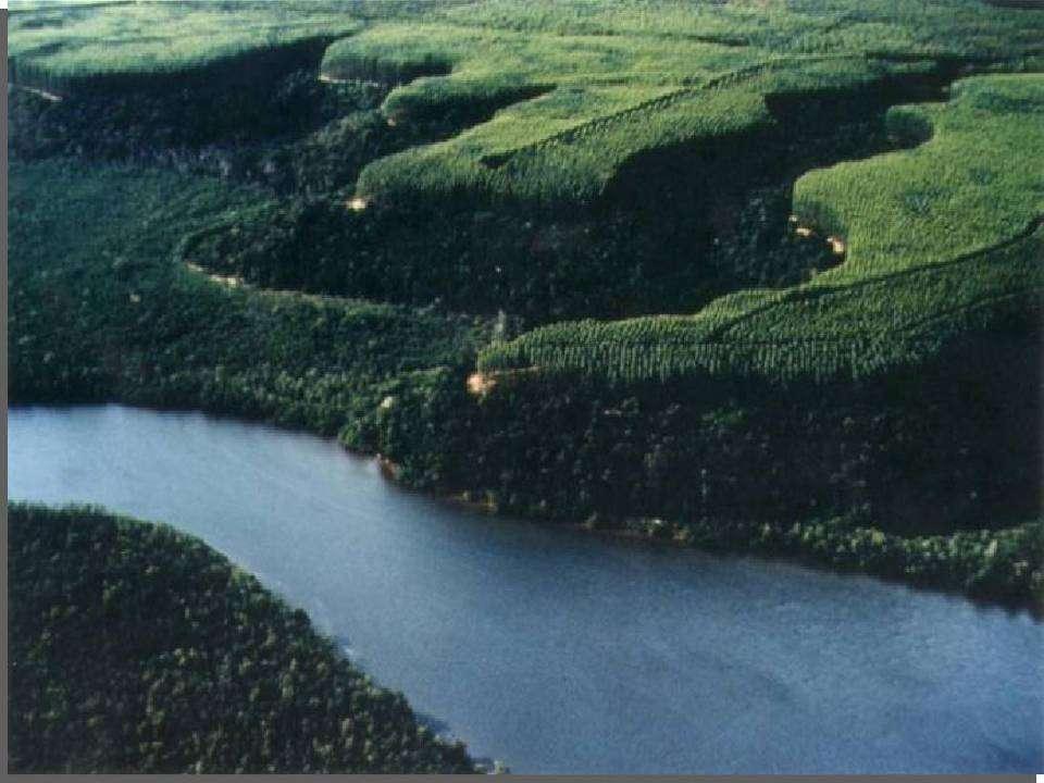 Barreiras à Economia Verde Críticas empíricas às plantações florestais embasadas em mitos e crendices.