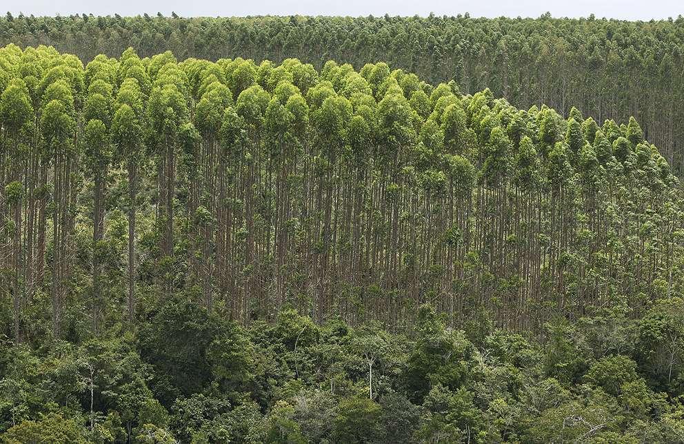 Perspectivas para as Plantações Florestais Termorredutores carvão vegetal Siderúrgicas Metalúrgicas ferroligas e silício metálico Insumo energético industrial