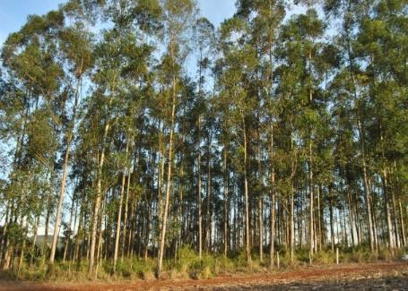 MODALIDADES DO SEGURO RURAL Florestal Aquícola Este seguro cobre as explorações florestais contra perdas e danos