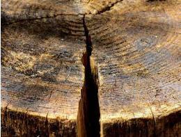 3 DEFEITOS DA MADEIRA Os defeitos que prejudicam a resistência, o aspecto ou a durabilidade das peças de madeira, utilizadas nas construções civis, originam-se da constituição do tronco ou do