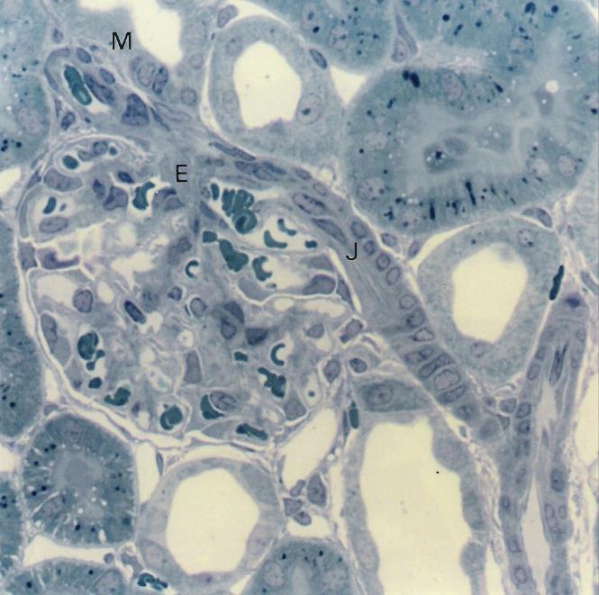 T. Montanari, UFRGS Figura 10.8 - Aparelho justaglomerular: mácula densa (M), células justaglomerulares na arteríola aferente (J) e células mesangiais extraglomerulares (E). Semifino.