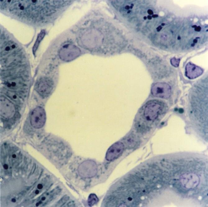 T. Montanari, UFRGS Figura 10.9 - Tubo coletor na zona cortical do rim, com as células claras e as células escuras. Semifino. Azul de toluidina. Objetiva de 100x (1.373x).