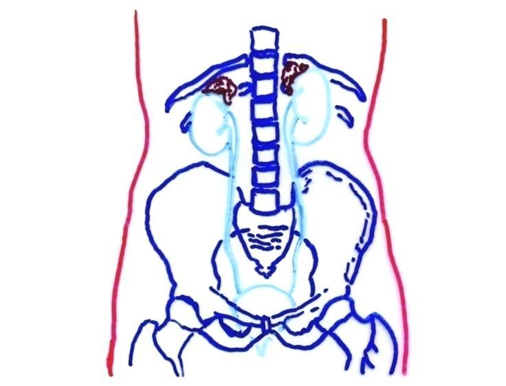 FUNÇÕES T. Montanari, UFRGS Figura 10.1 - Representação do sistema urinário. Baseado em Snell, R. S. Histologia clínica. Rio de Janeiro: Discos CBS, Interamericana, 1985. p. 413.