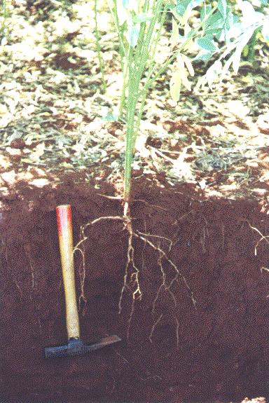 Guandú Sistema radicular em área de plantio