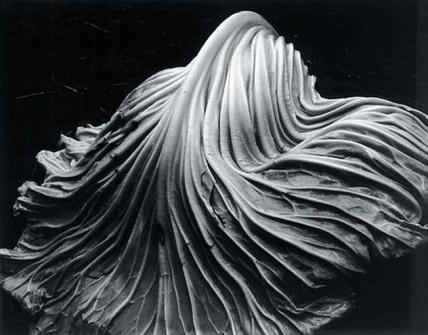 Exemplo: Edward Weston MODOS DE FIGURAÇÃO Mimético ou figurativos: a) Naturalismo: Representação fiel da natureza.