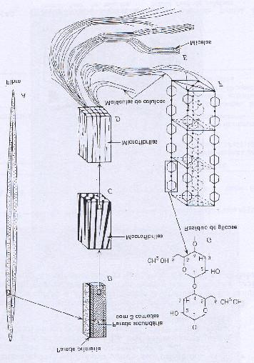 28 resíduos terminais de glicose da cadeia polimérica de celulose diferem entre si pela natureza redutora de uma das extremidades. Figura 2: Fragmento de celulose. Fonte: Fengel e Wegener (1989).