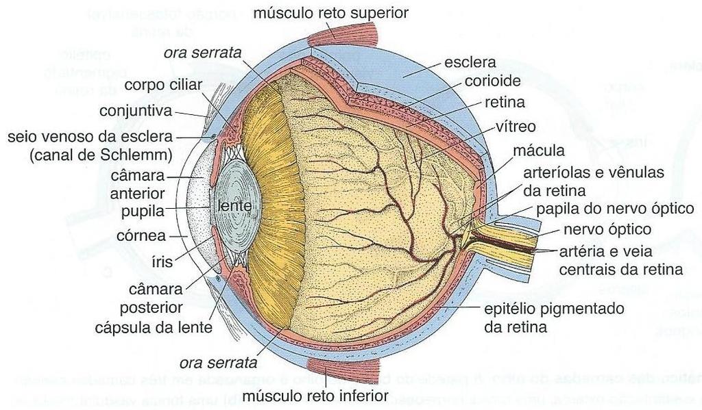 Retina A retina é uma camada delicada e fina formada principalmente pela retina neural e pelo epitélio pigmentado da retina (EPR).