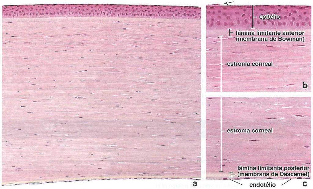 4 ESCLERA A esclera é uma camada opaca que consiste predominantemente em tecido conjuntivo denso contendo fibras colágenas dispostas aleatoriamente.