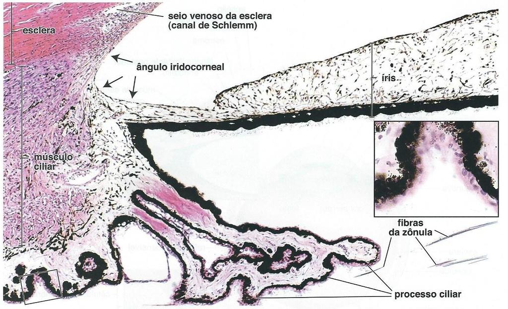 ciliar, cujas fibras cursam no nervo oculomotor (nervo craniano III) sendo responsável por reduzir o tamanho da pupila em resposta à luz intensa.