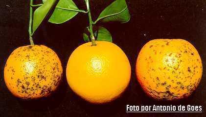 Pinta preta ou mancha preta dos citros é uma doença causada pelo fungo Guignardia citricarpa, que afeta todas as variedades de