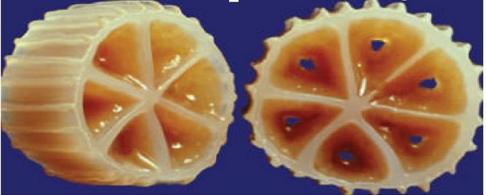 68 OLIVEIRA (2008) comenta que valores de espessura do biofilme devam variar de 0,1 mm até 1 mm. A Figura 15 ilustra a formação do biofilme no interior de uma biomídia.