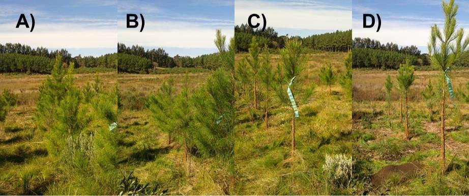 Figura 1 Destaque para a área experimental de reflorestamento onde foi realizado o experimento. Caçador-Sc, 2016. Utilizaram-se plantas de 2 anos, da espécie Pinnus taeda, em área de replantio.