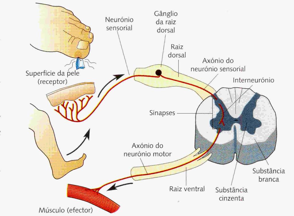 O ato reflexo envolve um conjunto de estruturas que designamos por arco reflexo: Estímulo