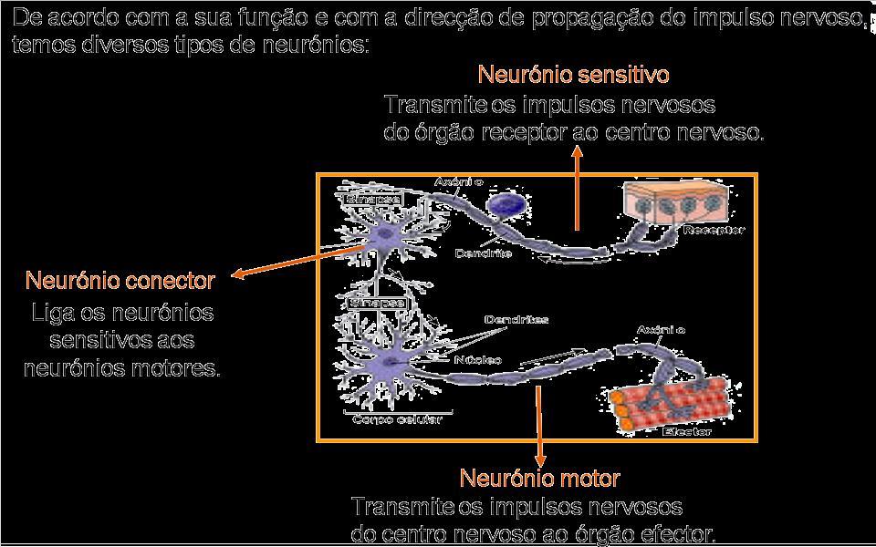 TIPOS DE