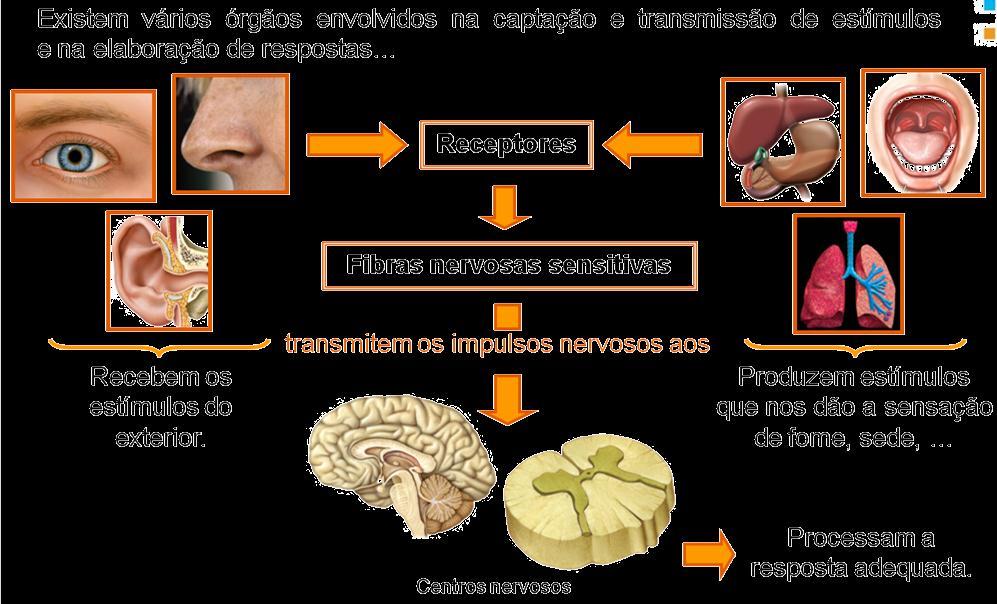 ESTÍMULOS,