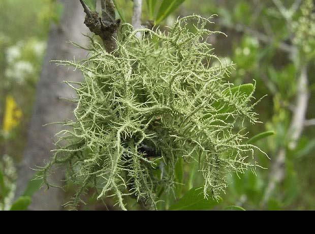 Usnea: um