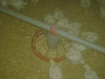 5. Apanha, Transporte e Descarga Nesta fase, procede-se à apanha manual carregamento dos frangos com destino ao centro de abate.
