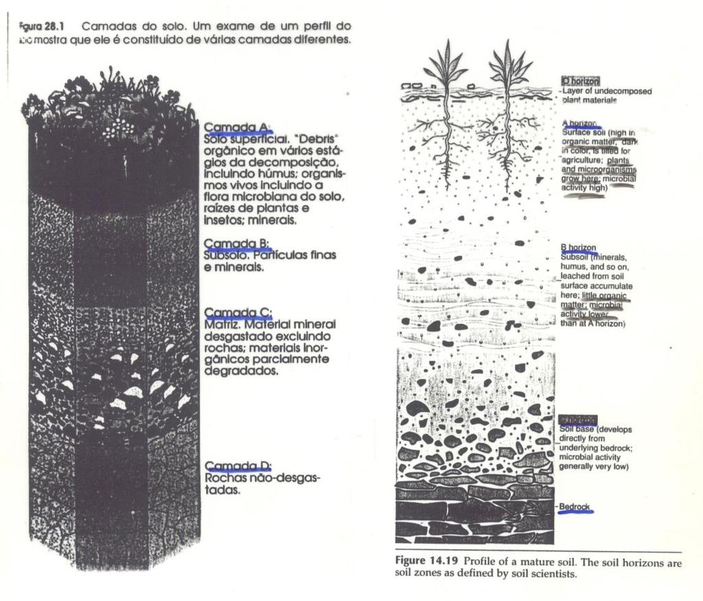 Camadas do solo (horizontes) Camada A: Solo superficial (rico em matéria orgânica) A Alta atividade microbiana Camada B: Subsolo (pobre em matéria orgânica) Camada C: Matriz B