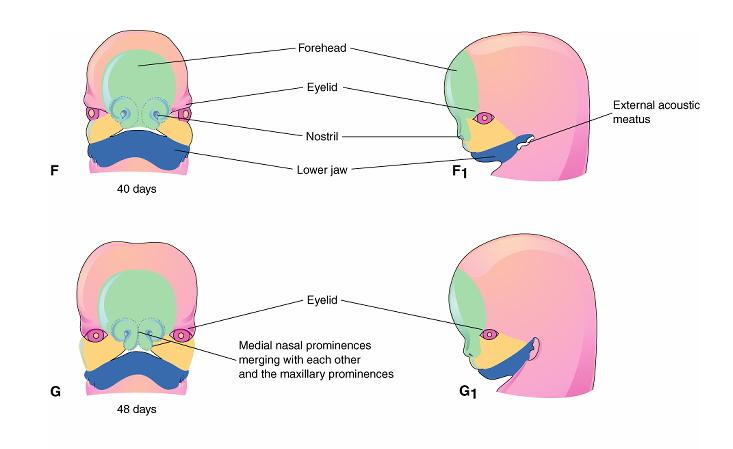 Desenvolvimento da face Testa pálpebra narina mandíbula Pálpebras