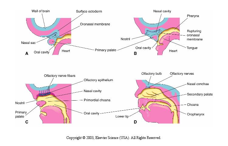 Desenvolvimento da cavidade nasal Parede do encéfalo Ectoderma superficial Cavidade nasal faringe Membrana oronasal narina Saco nasal Cavidade oral coração Palato primário Cavidade oral Fibras do