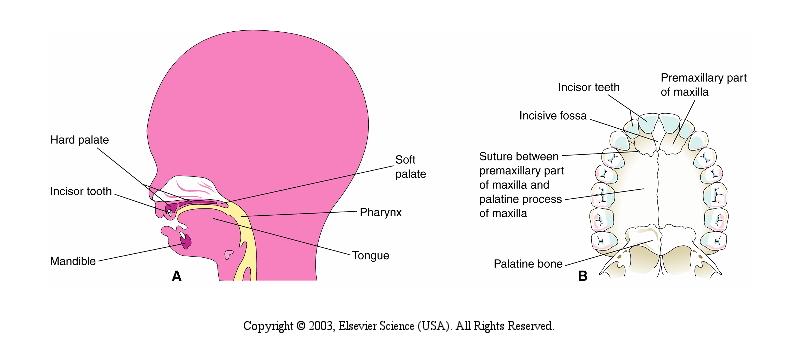 Desenvolvimento do palato primário Dentes incisivos Porção prémaxilar da maxila Palato duro Dentes incisivos Mandíbula