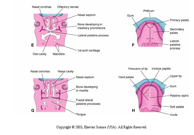 Desenvolvimento do palato secundário Concha nasal Cavidade oral nervos olfatórios Mandíbula Septo nasal Osso em desenvolvimento do processo maxilar Processo palatino lateral Cartilagem do 1o arco