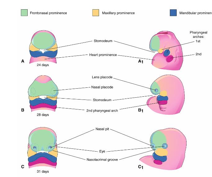 Desenvolvimento da face 5 proeminências da face proliferação de células da crista neural Proeminência frontonasal Proeminência maxilar