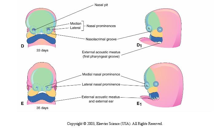 Desenvolvimento da face Fosseta nasal Medial lateral Saliências