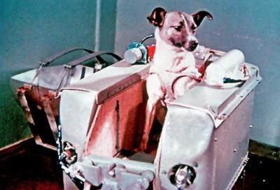 PRIMEIRO SER VIVO A VIAJAR PARA O ESPAÇO Em 3 de novembro de 1957 a cadela Laika foi o primeiro ser vivo a viajar para o espaço.