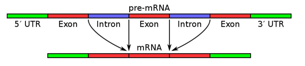 Uma ótima maneira de lembrar isso é fazer uma regra de prefixo das palavras: - INtron INtervenientes (ou seja, sequência que intervém ou deve ser retirada da sequência do RNA mensageiro).