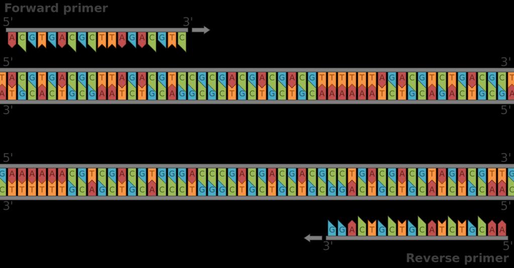 ou oligonucleotídeos de ácidos nucléicos necessários à iniciação da replicação do DNA.