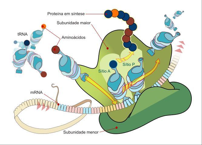O RNA ribossômico Este tipo corresponde a cerca de 80% dos tipos de RNA e ele se encontra unido a proteínas, formando os ribossomos.