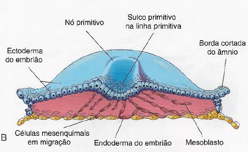 Gastrulação As células precursoras do endoderma atravessam a parte anterior da linha primitiva e deslocam o hipoblasto original amplamente.