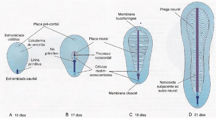 Processo notocordal e notocorda Fonte: Moore, K.