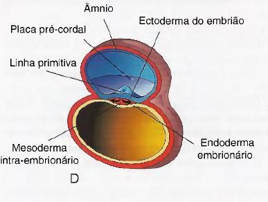 Processo notocordal e notocorda Algumas células mesenquimais migram lateral e