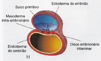 bordas do disco embrionário.